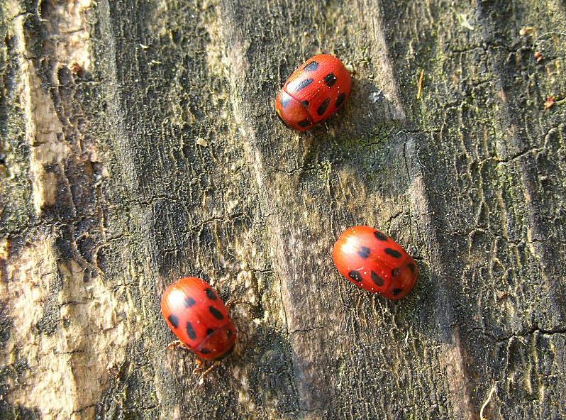 Gonioctena fornicata dal basso Piemonte a Garda